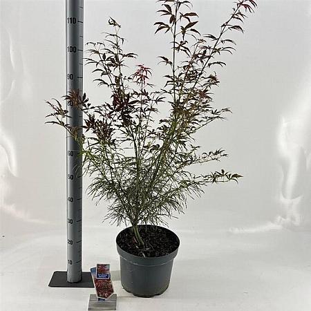 Acer pal. 'Red Pygmy' Pot 10 liter 70 - 80 cm