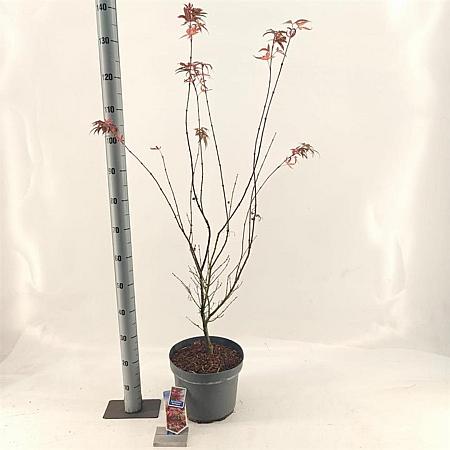 Acer pal. 'Red Pygmy' Pot 10 liter 70 - 80 cm