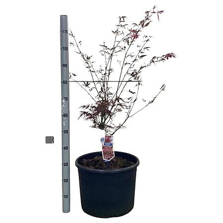 Acer pal. 'Red Pygmy' Pot 35 Liter 100 - 125 cm