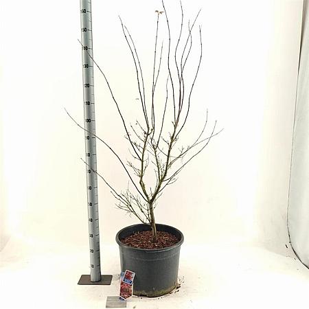 Acer pal. 'Red Pygmy' Pot 35 Liter 100 - 125 cm