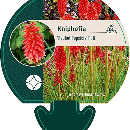 Kniphofia 'Redhot Popsicle' Pot 9 cm