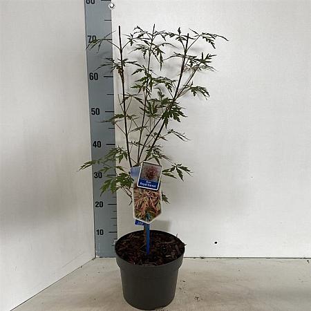 Acer pal. Royal Garnet Pot 3 Liter 50 - 60 cm