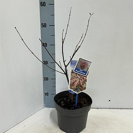 Acer pal. Royal Garnet Pot 3 Liter 50 - 60 cm