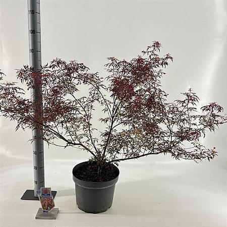 Acer pal. Royal Garnet Pot 10 liter 80 - 100 cm