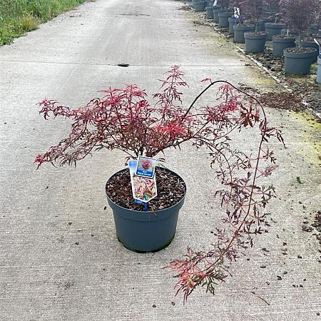Acer pal. Royal Garnet Pot 10 liter 80 - 100 cm
