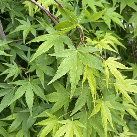 Acer p. 'Ryusen' Pot 130 liter 150 - 175 cm Meerstammig