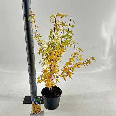 Acer pal. 'Sangokaku' Pot 3 Liter 50 - 60 cm
