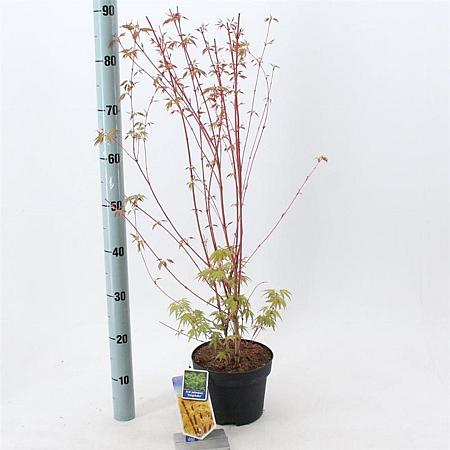Acer pal. 'Sangokaku' Pot 3 Liter 50 - 60 cm