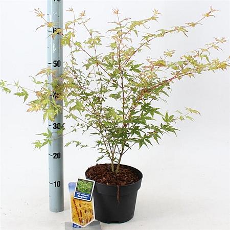 Acer pal. 'Sangokaku' Pot 3 Liter 50 - 60 cm
