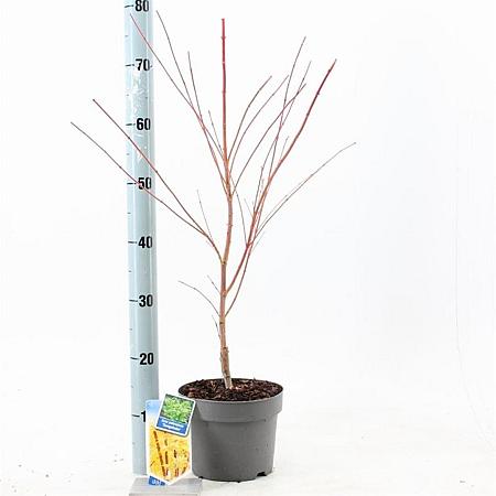Acer pal. 'Sangokaku' Pot 3 Liter 50 - 60 cm