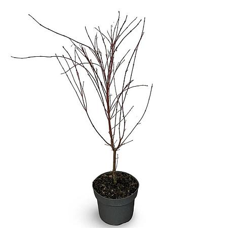 Acer pal. 'Sangokaku' Pot 4 Liter 40 - 60 cm