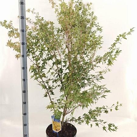 Acer pal. 'Sangokaku' Pot 10 liter 60 - 80 cm