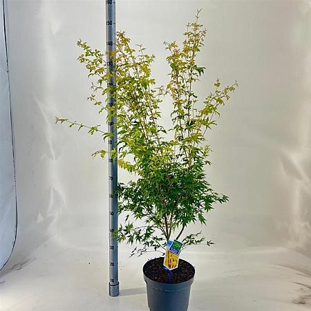 Acer pal. 'Sangokaku' Pot 10 liter 60 - 80 cm