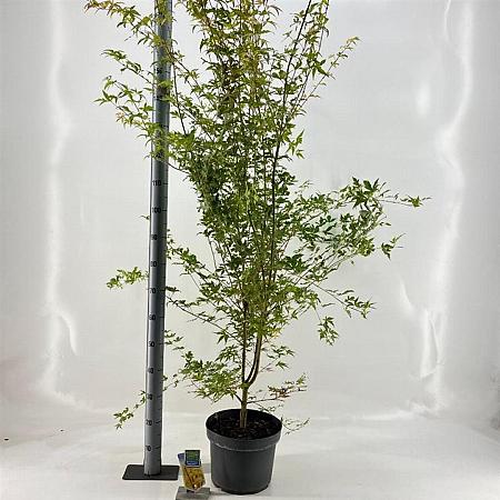 Acer pal. 'Sangokaku' Pot 10 liter 60 - 80 cm