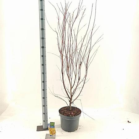 Acer pal. 'Sangokaku' Pot 10 liter 60 - 80 cm