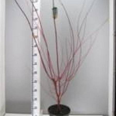 Acer pal. 'Sangokaku' Pot 7,5 Liter 100 - 125 cm