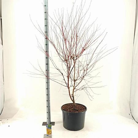 Acer pal. 'Sangokaku' Pot 35 Liter 100 - 125 cm