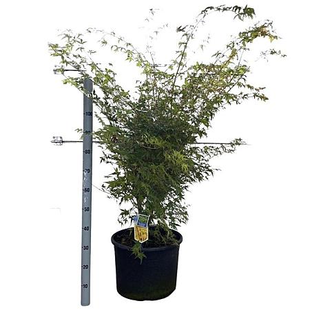 Acer pal. 'Sangokaku' Pot 35 Liter 100 - 125 cm
