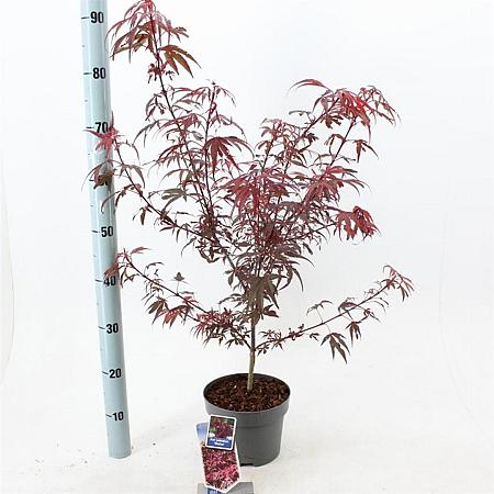 Acer pal. 'Shaina' Pot 3 Liter 50 - 60 cm