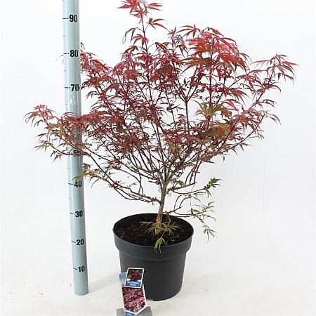 Acer pal. 'Shaina' Pot 10 liter 40 - 50 cm