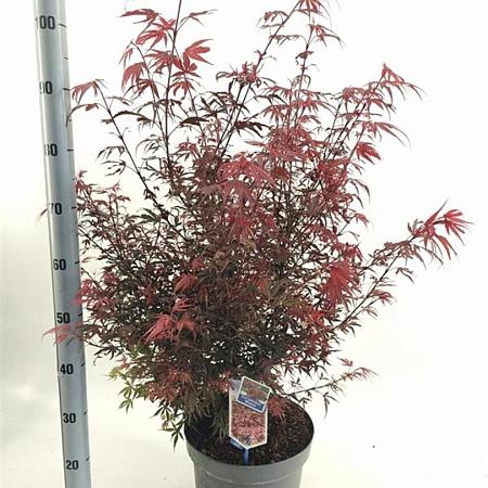 Acer pal. 'Shaina' Pot 10 liter 40 - 50 cm