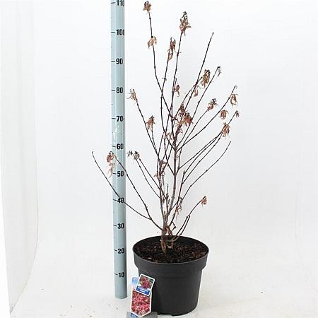Acer pal. 'Shaina' Pot 10 liter 40 - 50 cm