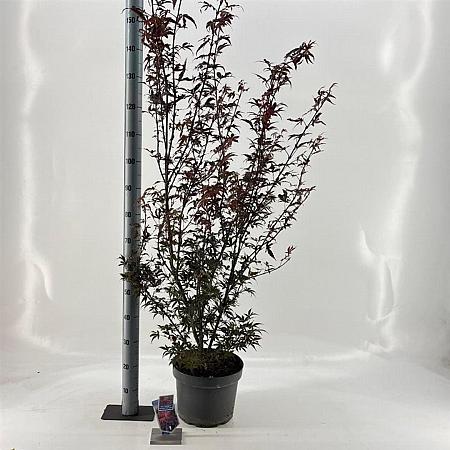 Acer pal. 'Shaina' Pot 10 liter 40 - 50 cm