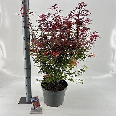 Acer pal. 'Shaina' Pot 10 liter 40 - 50 cm
