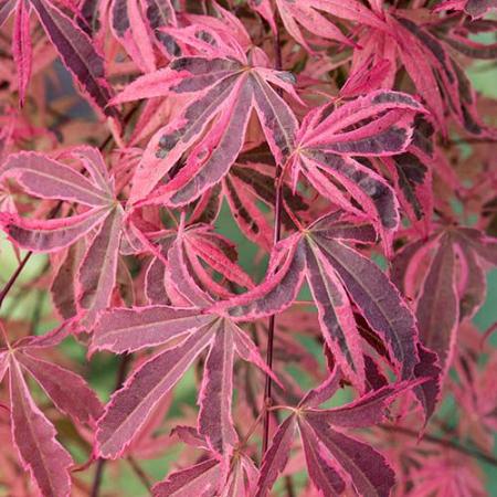 Acer pal. 'Shirazz' Pot 5 Liter 60 - 80 cm