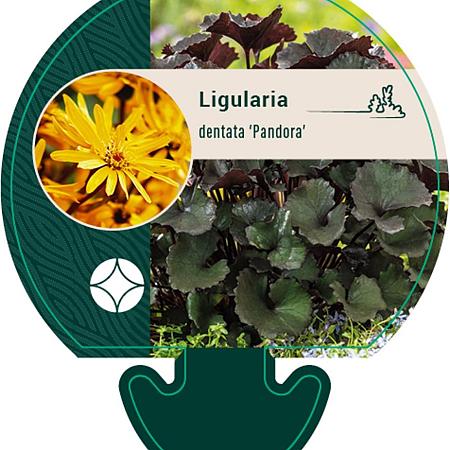 Ligularia d. 'Pandora' Pot 9 cm