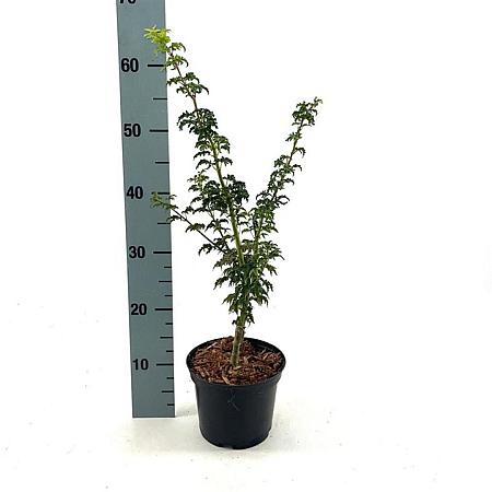 Acer pal. 'Shishigashira' Pot 2 Liter 20 - 30 cm