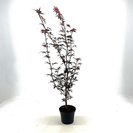 Acer pal. 'Skeeter's Broom' Pot 2 Liter40 - 50 cm