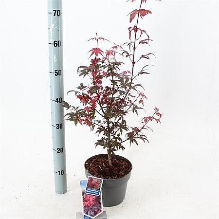 Acer pal. 'Skeeter's Broom' Pot 3 Liter 40 - 50 cm