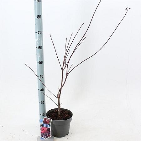 Acer pal. 'Skeeter's Broom' Pot 3 Liter 40 - 50 cm