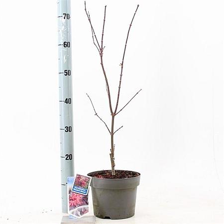 Acer pal. 'Skeeter's Broom' Pot 3 Liter 40 - 50 cm