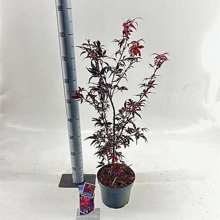 Acer pal. 'Skeeter's Broom' Pot 3 Liter 40 - 50 cm