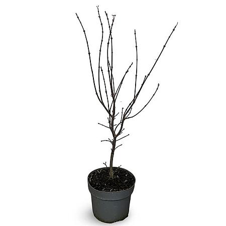 Acer pal. 'Skeeter's Broom' Pot 4 Liter 40 - 60 cm