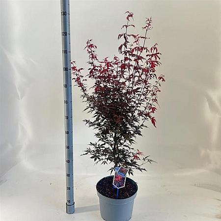 Acer pal. 'Skeeter's Broom' Pot 10 liter 80 - 100 cm