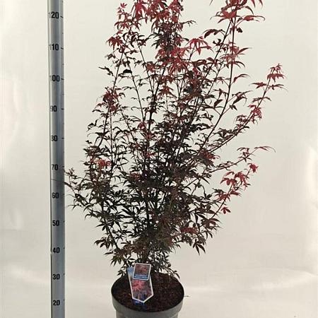 Acer pal. 'Skeeter's Broom' Pot 10 liter 80 - 100 cm