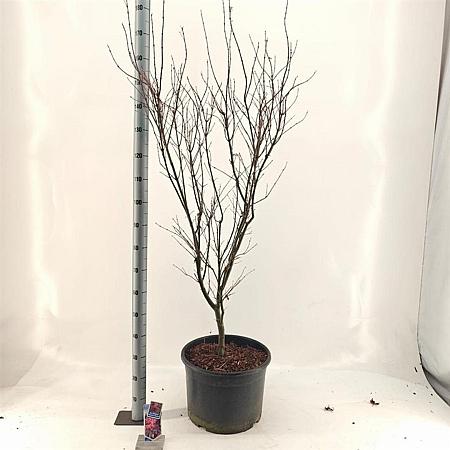 Acer pal. 'Skeeter's Broom' Pot 35 Liter 100 - 125 cm