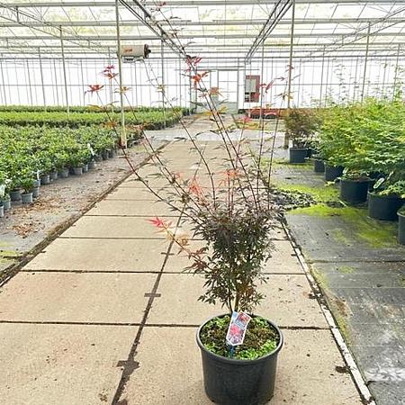 Acer pal. 'Skeeter's Broom' Pot 35 Liter 100 - 125 cm