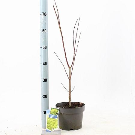 Acer pal. 'Summer Gold' Pot 3 Liter 40 - 50 cm