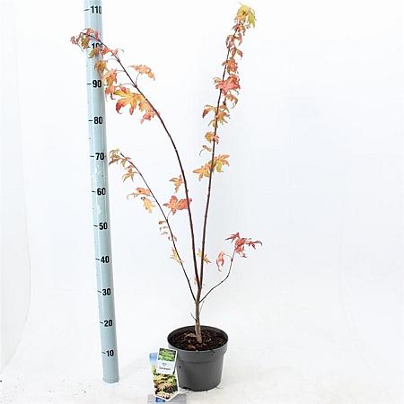 Acer pal. 'Summer Gold' Pot 3 Liter 40 - 50 cm