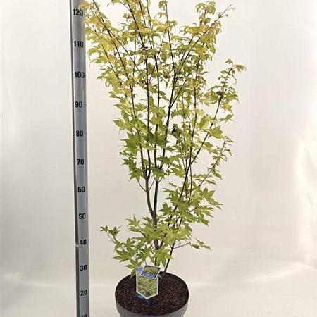 Acer pal. 'Summer Gold' Pot 10 liter 80 - 100 cm