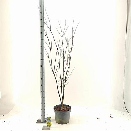 Acer pal. 'Summer Gold' Pot 10 liter 80 - 100 cm