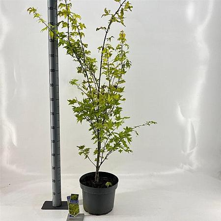 Acer pal. 'Summer Gold' Pot 10 liter 80 - 100 cm