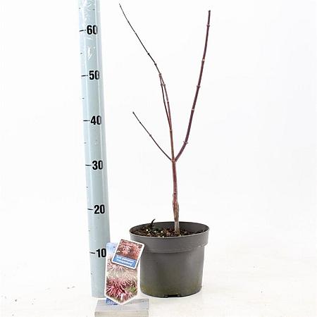 Acer pal. 'Trompenburg' Pot 3 Liter 60 - 80 cm