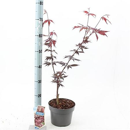 Acer pal. 'Trompenburg' Pot 3 Liter 60 - 80 cm