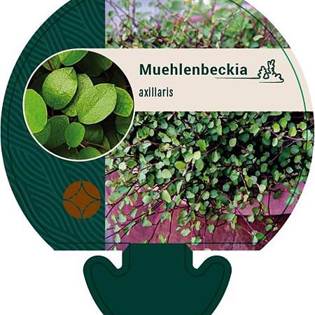 Muehlenbeckia axillaris Pot 9 cm
