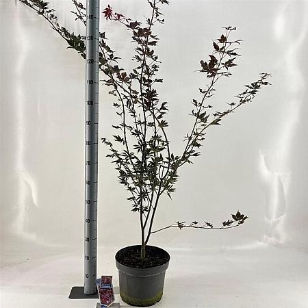Acer pal. 'Trompenburg' Pot 10 liter 60 - 70 cm